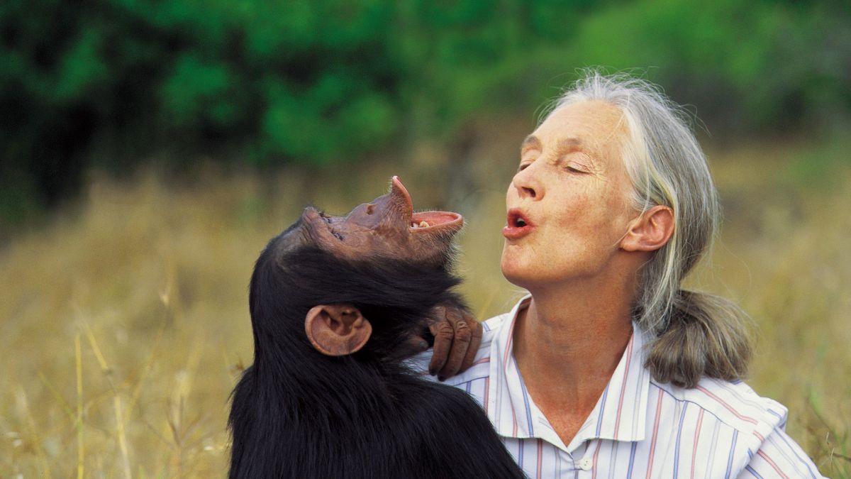 Jane Goodall mit einem Schimpansen, beide schneiden Grimassen.